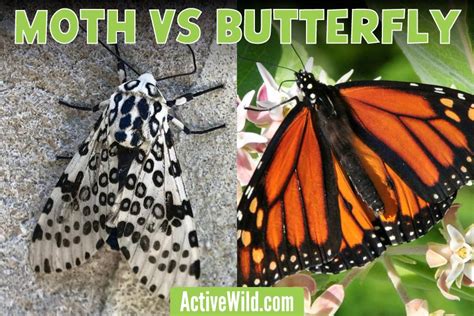 are moths similar to butterflies